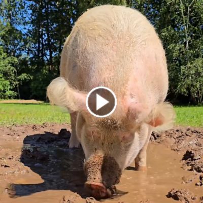 Schwein Hein wühlt in einer Matschpfütze
