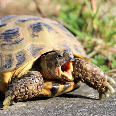Schildkröte Mechthild mit offenem Mund