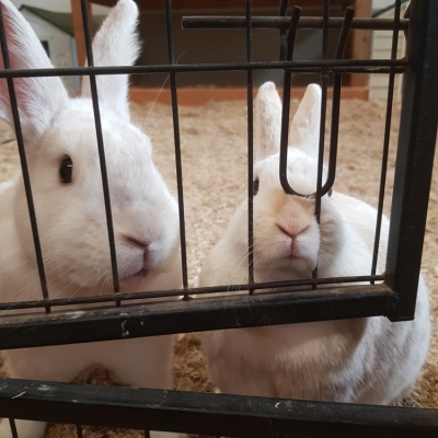 Die zwei Kaninchen Murmel-Schnurps und Elfie in einem mit Einstreu ausgelegten Zimmer. Es sind Gitterstäbe zu sehen, die das Zimmer unterteilen.