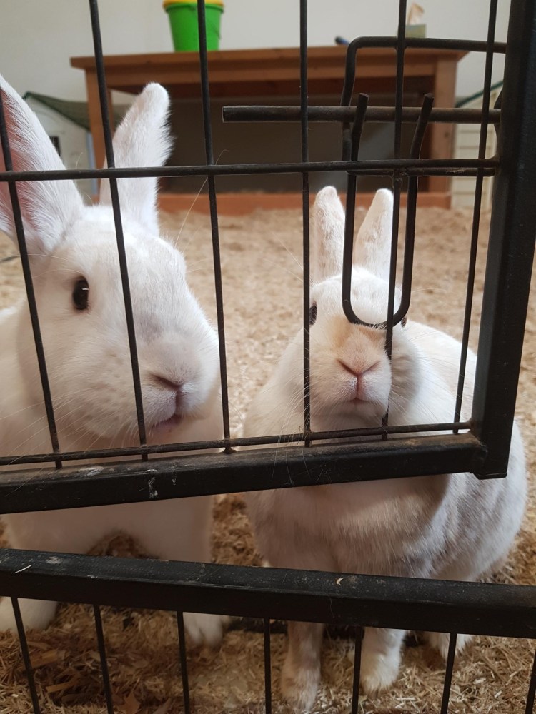 Die zwei Kaninchen Murmel-Schnurps und Elfie in einem mit Einstreu ausgelegten Zimmer. Es sind Gitterstäbe zu sehen, die das Zimmer unterteilen.