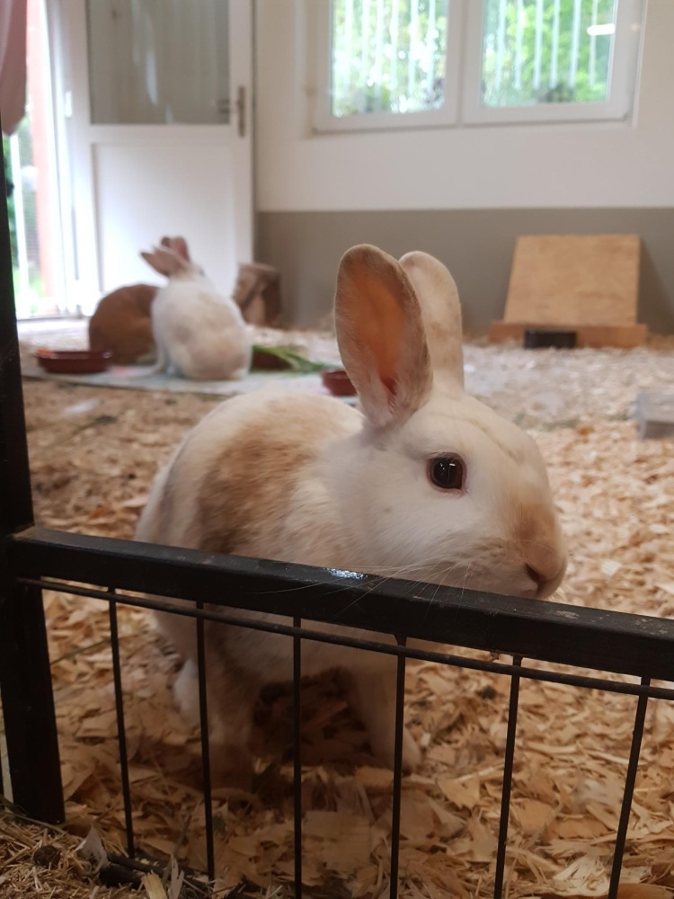 Die zwei Kaninchen Murmel-Schnurps und Elfie in einem mit Einstreu ausgelegten Zimmer. Es sind Gitterstäbe zu sehen, die das Zimmer unterteilen.
