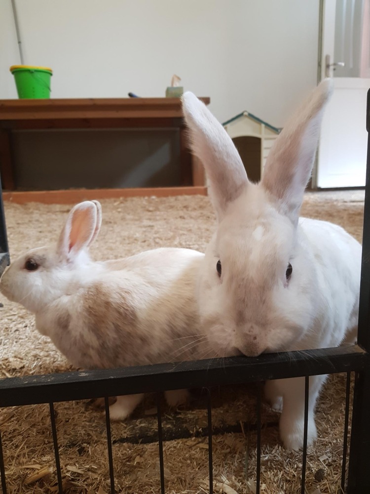 Die zwei Kaninchen Murmel-Schnurps und Elfie in einem mit Einstreu ausgelegten Zimmer. Es sind Gitterstäbe zu sehen, die das Zimmer unterteilen.