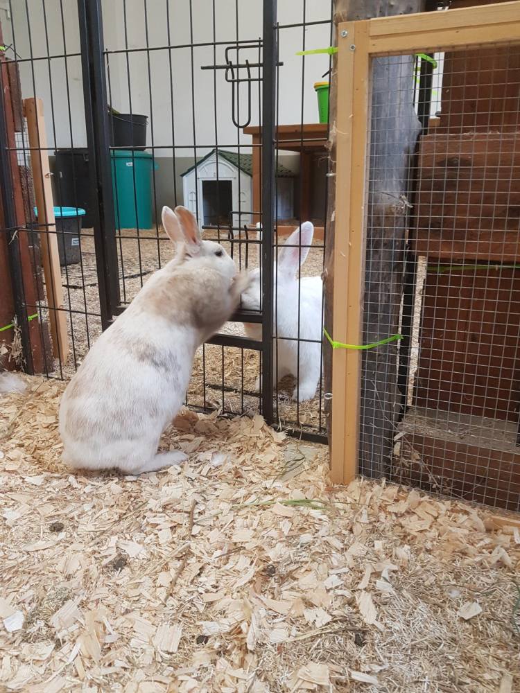 Die zwei Kaninchen Murmel-Schnurps und Elfie in einem mit Einstreu ausgelegten Zimmer. Es sind Gitterstäbe zu sehen, die das Zimmer unterteilen.