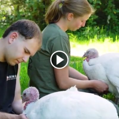 Die Puten Odette und Monique werden von zwei Menschen gekrault