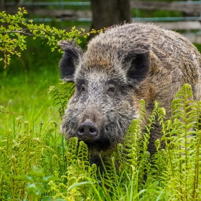 Wildschwein Pippa im hohen Gras im Land der Tiere