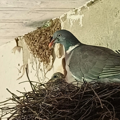 Eine Ringeltaube und ihr Küken sitzen in ihrem Nest