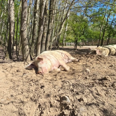 Die Schweine Rosalie, Helge und Knut liegen in der Mittagssonne im Sand im Schweineland im Land der Tiere.