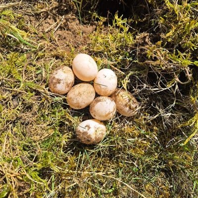 Mehrere Schildröten Eier liegen in einer mit Moos bedeckten Grube in der Erde