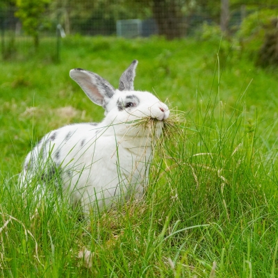 Kaninchen Silbernase Ostermann mit Gras in Mund auf einer Wiese
