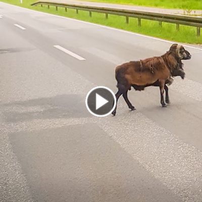 Schaf Simba auf einer Bundestaße kurz vor seiner Rettung