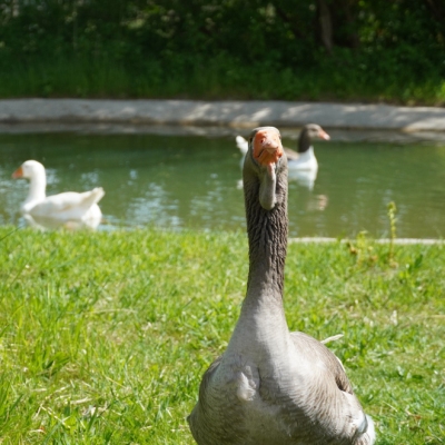 Ganter Toni auf einer Wiese vor einem kleinen Teich, wo die Gänse Marit und Smilla schwimmen
