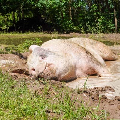 Schwein Knut liegt in einer matschigen Pfütze, hinter ihm eine weitere Suhle und der Wald.