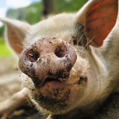 Ein Schwein im Land der Tiere schaut frontal in die Kamera