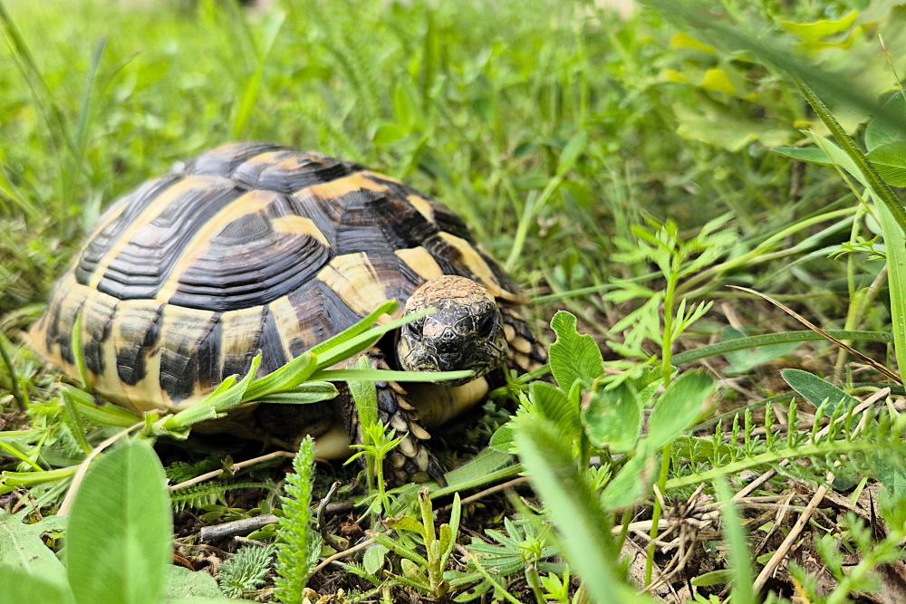 Schildkröte Bolek läuft durchs Gras
