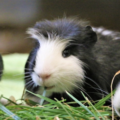 Meerschweinchen Christo isst frisch gepflücktes grünes Gras im Land der Tiere. Er blickt dabei in Richtung der Kamera.