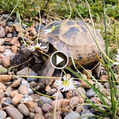 Schildkröte Frau Techentin isst eine Blüte.