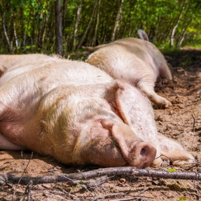 Die Schweine Hanna und Anni liegen im Sand in der Sonne