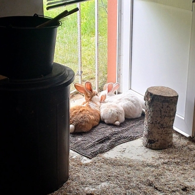 Die drei Kaninchen Herr Lili, Elfie und Murmel-Schnurps liegen eng nebeneinander auf einer Türschwelle und schauen aus ihrem Zimmer hinaus.
