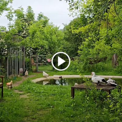 Die Hühner und Enten an einem Teich im Land der Tiere