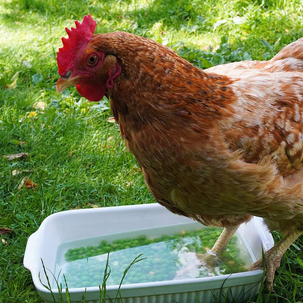 Huhn Maianne steht in einer mit Erbsen und Wasser gefüllten Auflaufform