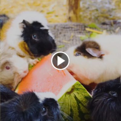 Die Meerschweinchen Papa Noel, Pittiplatsch, Maroni, Papaya, Locke, Rosi und Christmas essen eine Melone