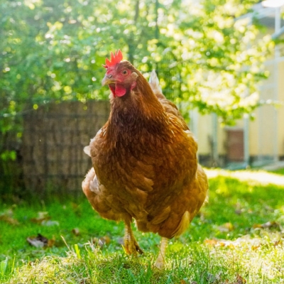 Huhn Motte geht über eine Wiese in Richtung der Kamera