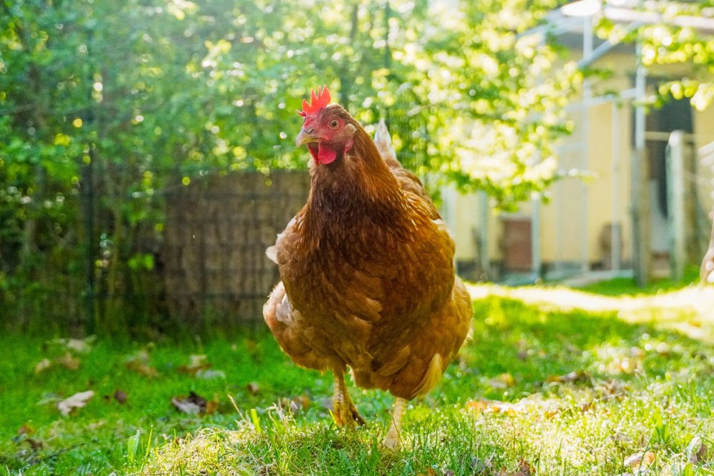 Huhn Motte geht über eine Wiese in Richtung der Kamera