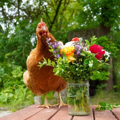 Huhn Motte steht auf einem Holztisch neben einer Vase mit Blumen