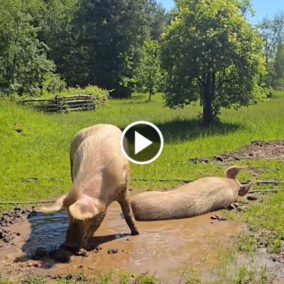 Die Schweinebrüder Willi & Hein in einer Matschsuhle.