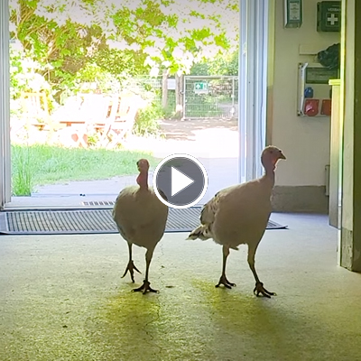 Die Puten Pieps & Pünktchen spazieren durch den Flur von Haus #1 im Land der Tiere