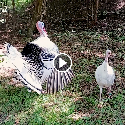 Die zwei Puten Pünktchen und Aljosha bei der Balz.