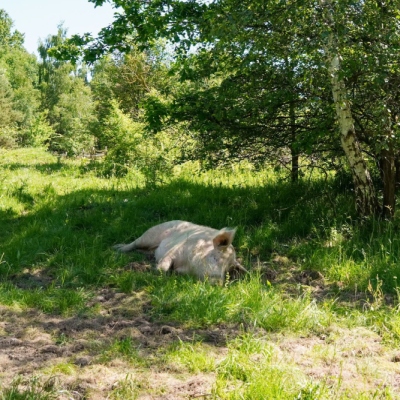 Schwein Rosalie liegt im schattigen Gras.