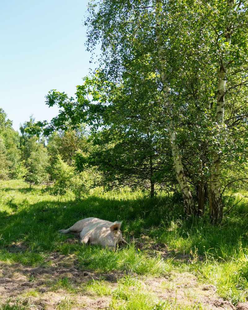 Schwein Rosalie liegt im schattigen Gras.
