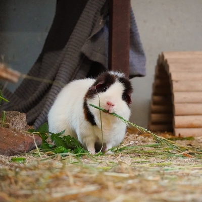 Meerschweinchen Rosi isst einen Grashalm.