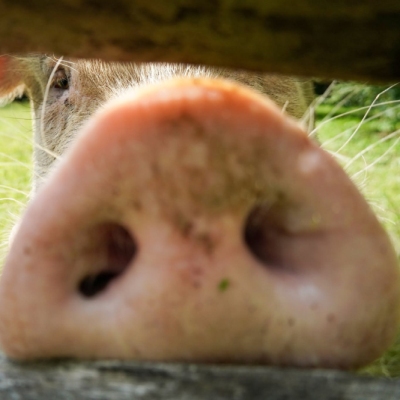 Ein Schwein in der Nahaufnahme steckt den Rüssel durch einen Holzzaun.
