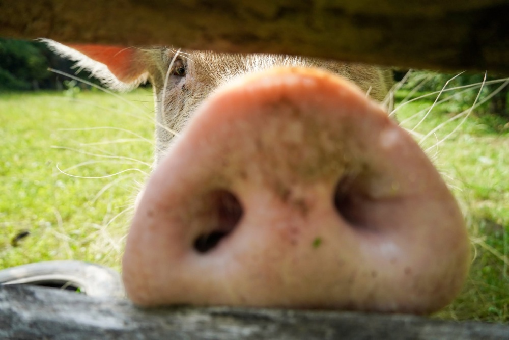 Ein Schwein in der Nahaufnahme steckt den Rüssel durch einen Holzzaun.