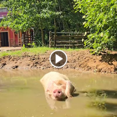 Schwein Hanna in der Suhle