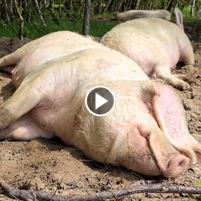 Hanna und die anderen Schweine liegen im Sand