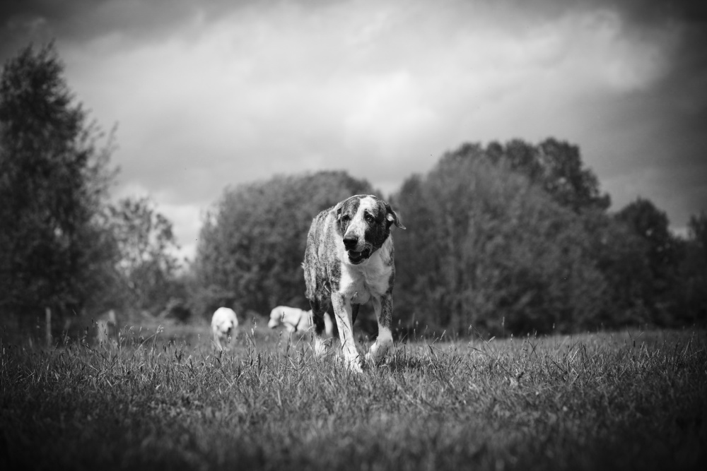Ein schwarz-weiß Foto von Hündin Muli auf einer Wiese