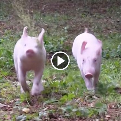 Anni & Rosalie als junge Ferkel rennen in Richtung der Kamera