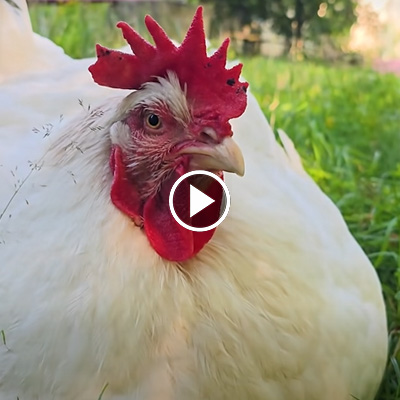 Huhn Cosma liegt auf einer Wiese