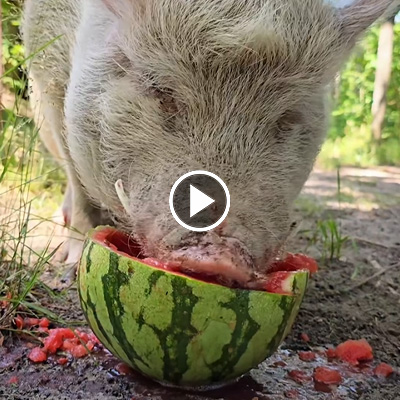 Minischwein Eddie isst eine Melone