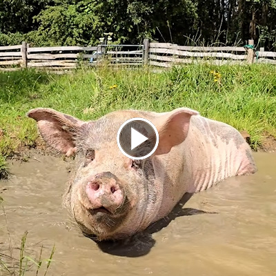 Schwein Knut in der Suhle im Schweineland im Land der Tiere