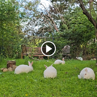Die Kaninchen Einstein & Friends auf einer grünen Wiese
