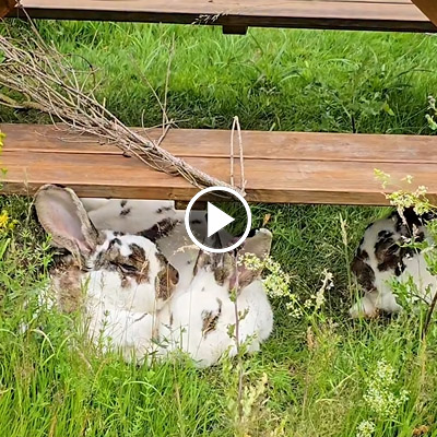 Kaninchen Familie Ostermann kuschelt im Gras unter einem Holztisch.