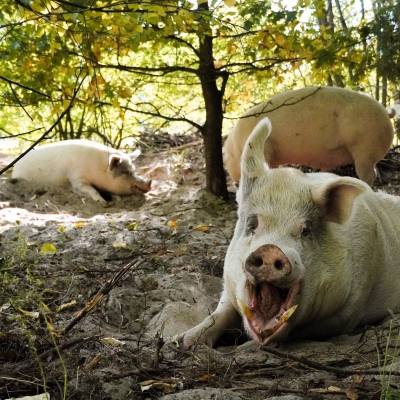 Die Schweine Felix, Helge & Knut liegen im Wald und dösen und gähnen.