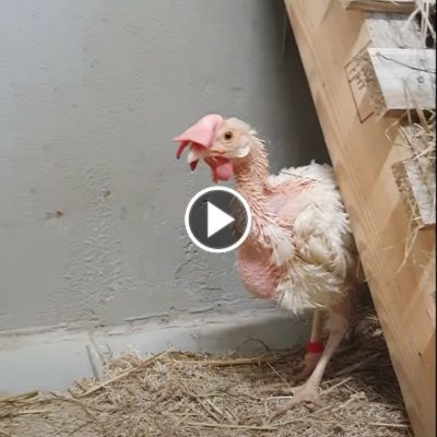 Huhn Frau Lehmann bei ihrer Ankunft im Land der Tiere