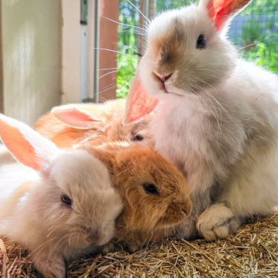 Vier Kaninchen von den Fundkaninchen aus Lauenburg kuscheln eng miteinander.