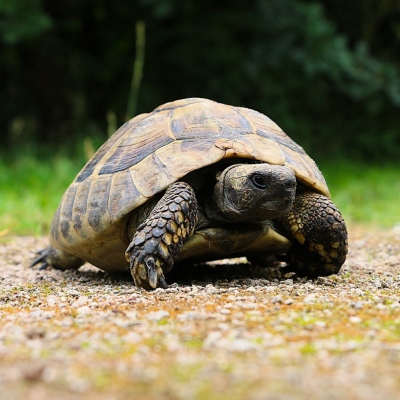 Eine Griechische Landschildkröte, ein Fundtier, aus Boizenburg.