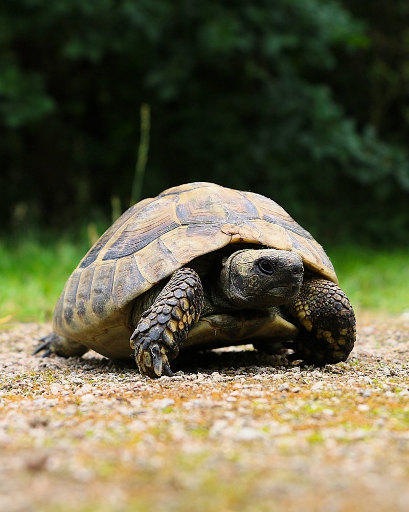 Eine Griechische Landschildkröte, ein Fundtier, aus Boizenburg.